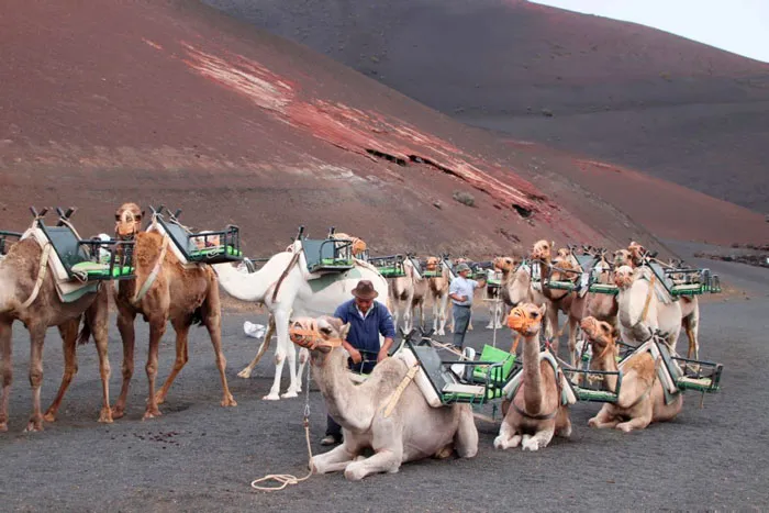 Papagayo
